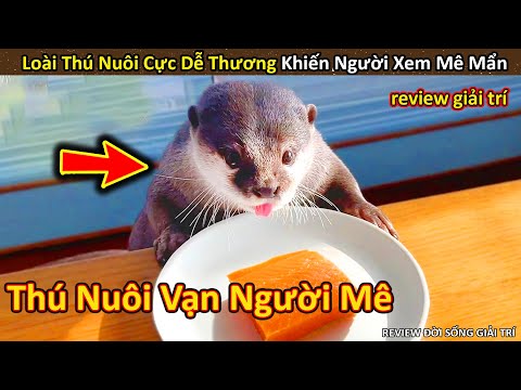 Video: Thú cưng: Rái cá vườn thú Oregon có con thứ hai, vượn trong nhóm lớn hơn có khuôn mặt đầy màu sắc