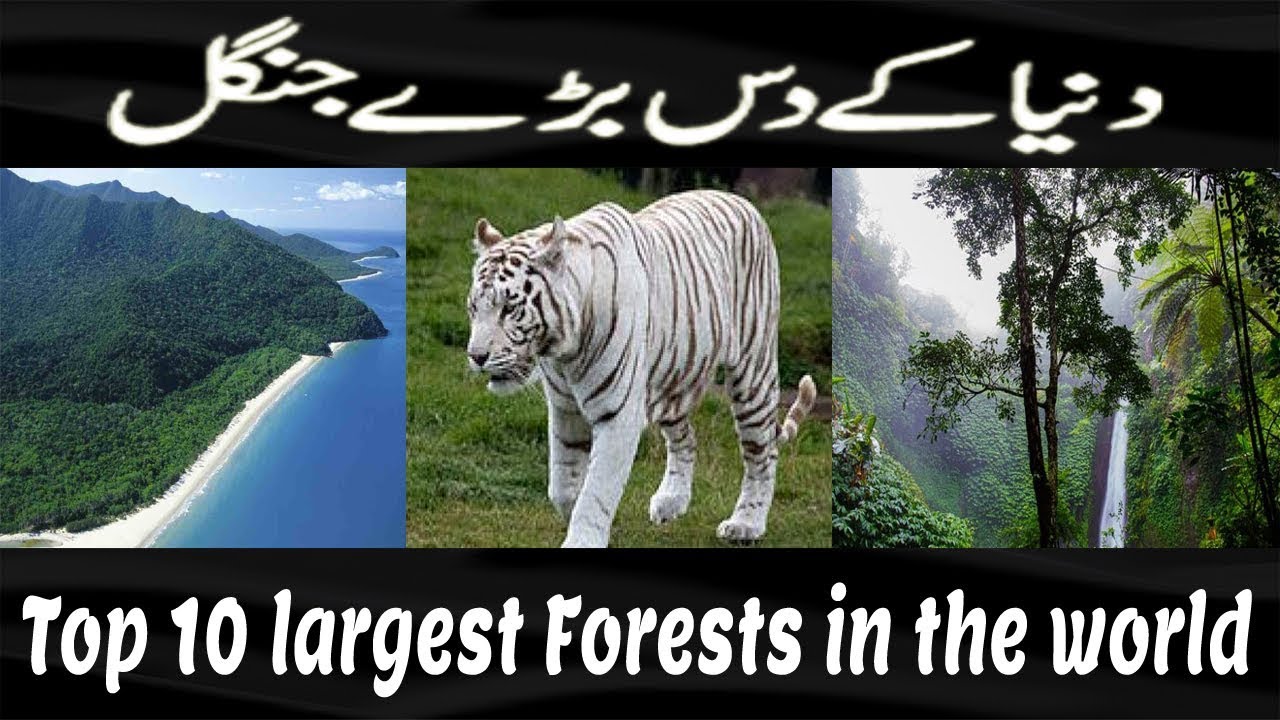 Top 10 largest Forests || Largest Forests in the world || Forest || Jungle ||  Urdu /Hindi