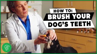 How To Brush Your Dog's Teeth (Easy Tricks From A Vet!) by Ultimate Pet Nutrition 2,467 views 1 year ago 3 minutes, 9 seconds