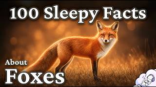 The Quiet Life of Foxes: Soothing Science to Fall Asleep To