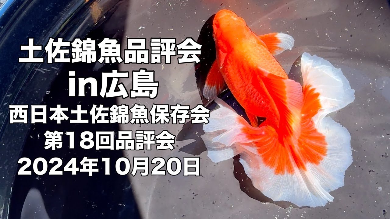 2024.10.20西日本土佐錦魚保存会 第18回品評会 - YouTube