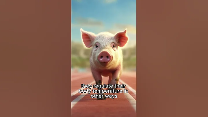 Do pigs sweat ?! 🤔🤔🤔 #shorts #shortsvideo