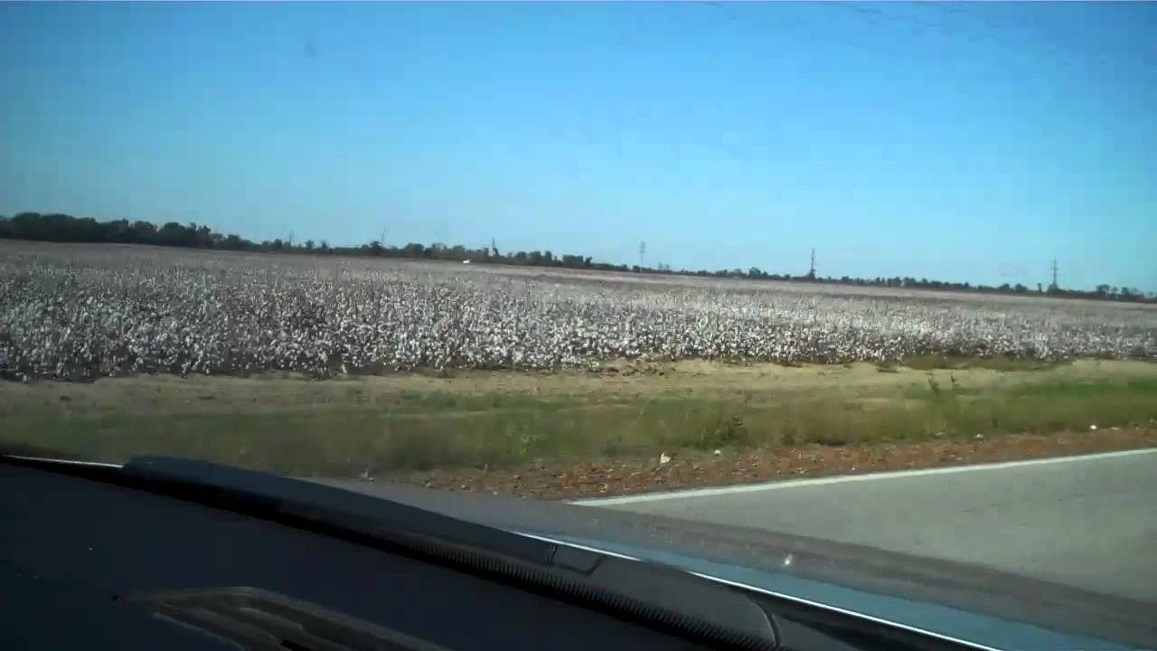 Arkansas Cotton Fields YouTube