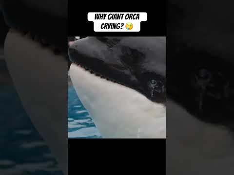 Giant Orca Crying 2