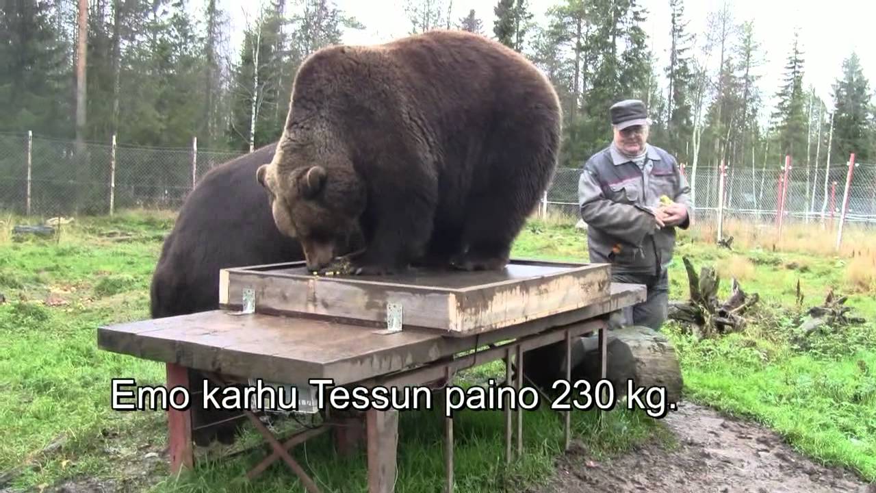 Karhujen punnitusta/ Kuusamon Suurpetokeskus