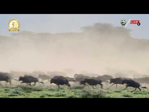 Wildebeest Race At Ndutu 