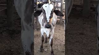 bezerro nelore pintado