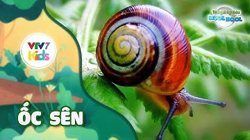 Thế giới kỳ diệu của Bool Bool - Mùa 1 - Số 08 | ỐC SÊN | VTV7