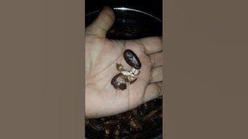 How to check if cocoa beans are fully roasted#asmr #cocoabeans #shorts