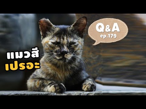 ทำไมคนถึงไม่ค่อยชอบแมวสีเปรอะ?