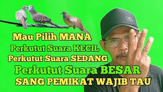 cara memilih suara pikat perkutut paling ampuh