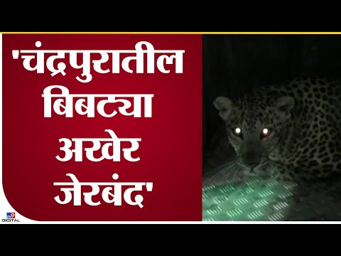 Chandrapur Leopard | दुर्गापूर परिसरातील हल्लेखोर मादी बिबट्या वनविभागाच्या पिंजऱ्यात - चंद्रपूर