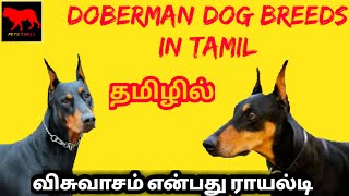 Doberman Pinscher in tamil/Doberman Pinscher price in india/Doberman Pinscher dog/petstamila/Tamil
