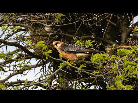 Колония Кобчиков - Red-footed falcon - birdwatching in Ukraine 