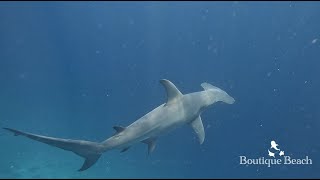 21.03.24 - Manta Rays & Hammerhead Shark. Dives at Panettone & Raangali Reef near Dhigurah, Maldives