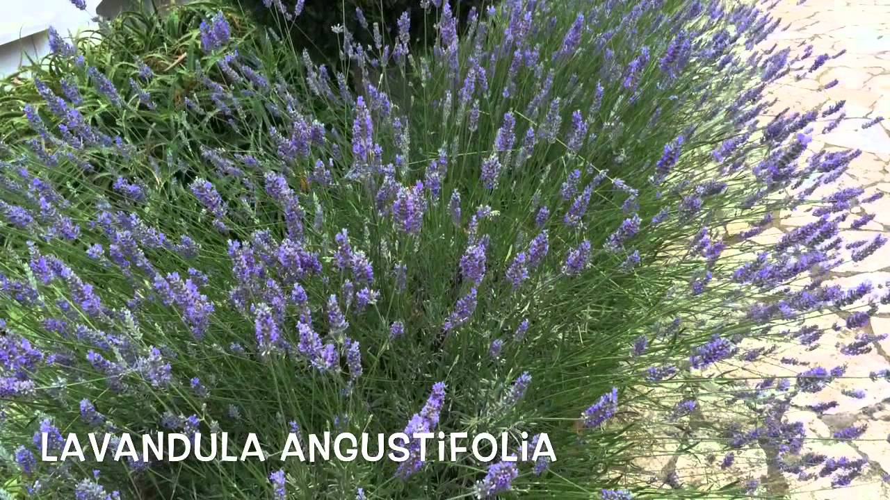 Lavandula angustifolia. Garden Center online Costa Brava - Girona.