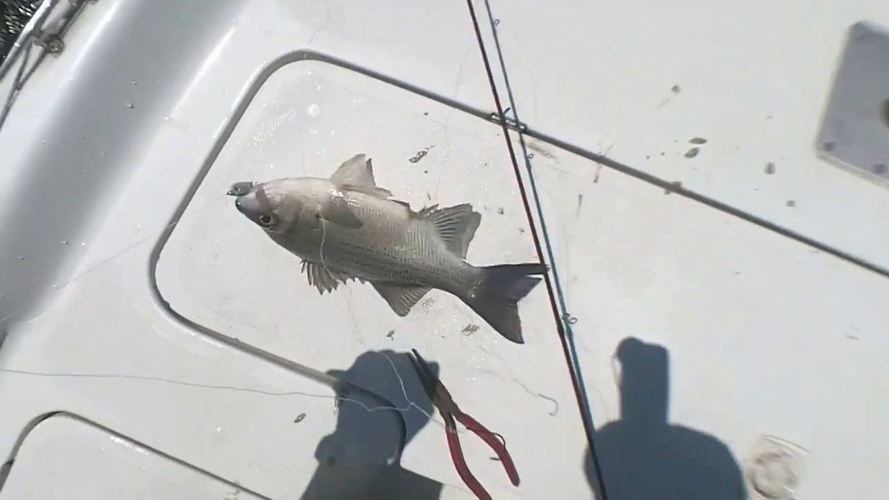 slab spoons for white bass