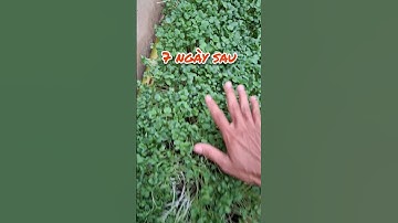 Thành quả 7 ngày trông rau mầm trên cây chuối #garden