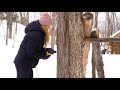 Tapping Trees and Making Maple Syrup | Maple Recipes
