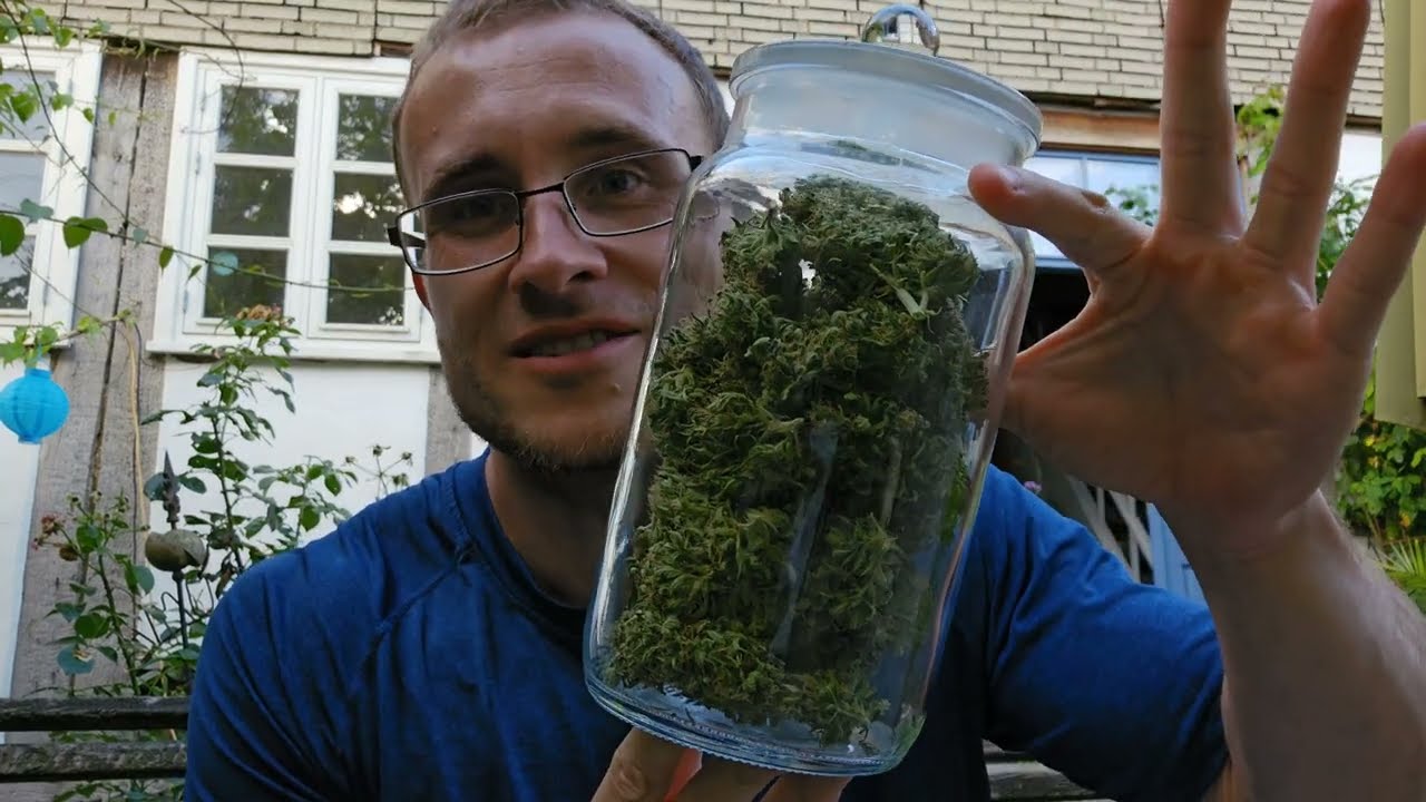 Erste Legale Cannabis Ernte ist Fertig!