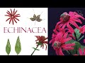 Tutorial Preview - French beaded echinacea #FrenchBeadedFlowers