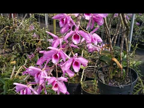 Video THANH TÚ (9/3) BÁN LAN TRẦM CỔ HOA ĐẸP 0944.708.559 &... - youtube
