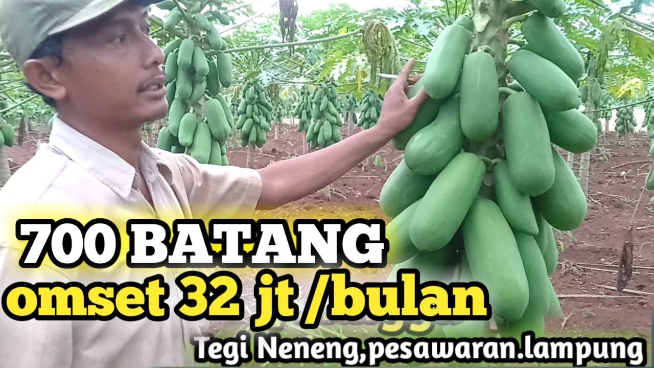 PELUANG USAHA SUKSES TANAM PEPAYA CALIFORNIA OMSET PULUHAN JUTA/MINGGU