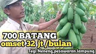 SUCCESSFUL BUSINESS OPPORTUNITY IN CALIFORNIA PAPAYA PLANTING WITH A TURNOVER OF TENS OF MILLIONS...