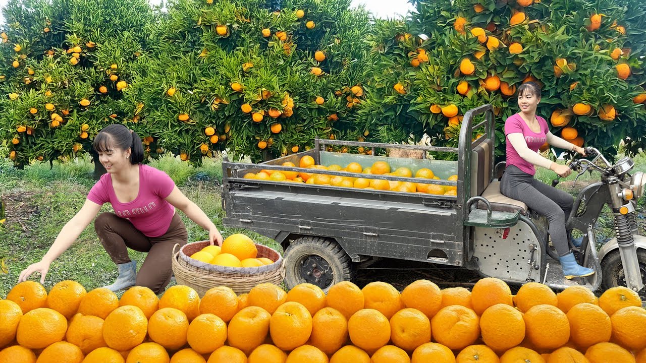 Harvesting 500KG of Oranges, 3-Wheeled Truck Full to Sell at Countryside Market - Farm life
