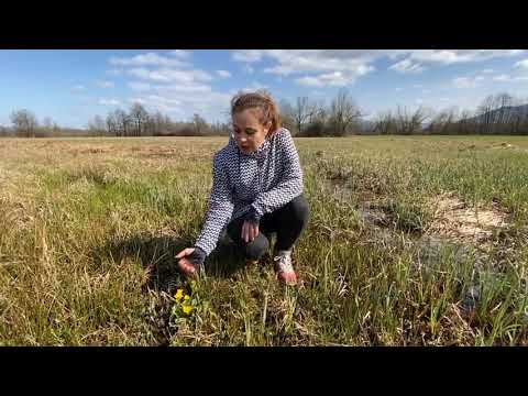 Video: Pomladne Rastline, Ki So Strupene Za Hišne Ljubljenčke