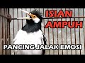 Cukup sebentar saja banyak jalak suren langsung nyaut gacor dengan  jalak suren ini | jalak gacor