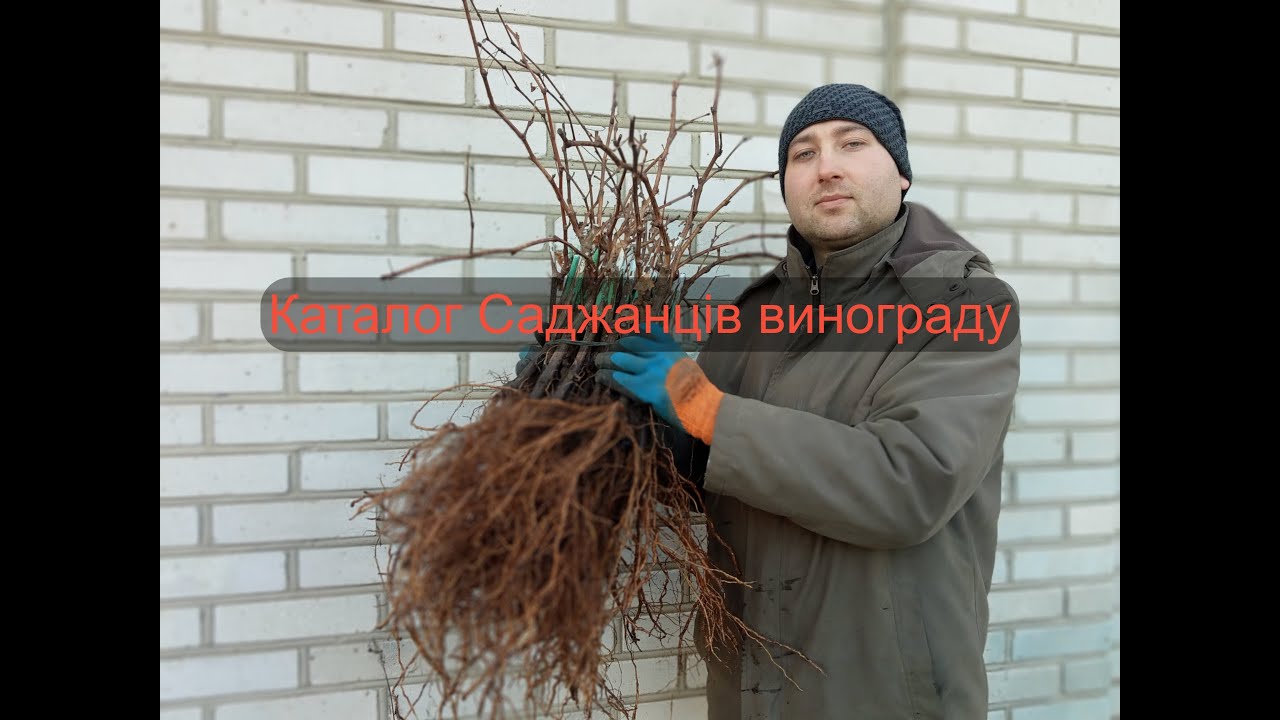 Каталог саджанці винограду  осінь 2025