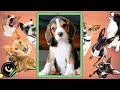 Cuántos años vive un Beagle 🐕