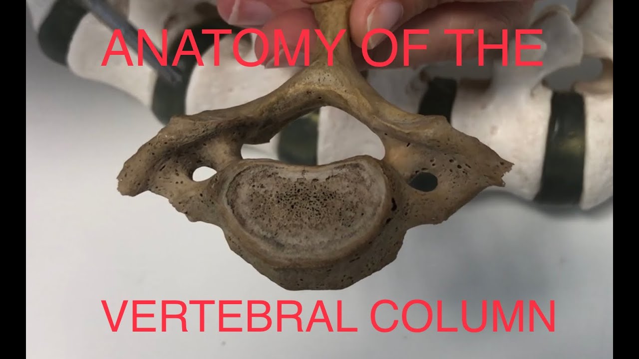 Ανατομία Μυοσκελετικού Συστήματος - Δομές Σπονδυλικής Στήλης