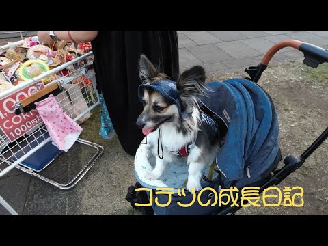 横浜、犬イベント【イヌヨイチ】のあとにバーベキュー　After the dog event [Inuyoichi] in Yokohama, we went to have a barbecue.