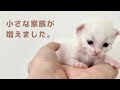 生まれて間もない小さな子猫を家族にお迎えしました…