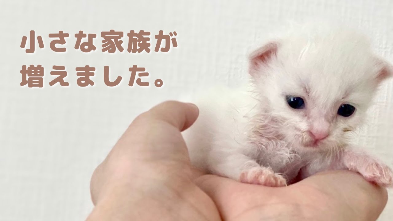見当たらないと思ったらいつもここから出てくる 子猫のひょっこり具合が可愛すぎた