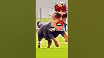 يللي أنتي جايبه لابوكي العار مع الشمال ندي سليمان خطافه الرجاله و جوزها العرص سالك ايده منها 