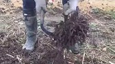 アスパラガス ナナスの株分け ２分割して植え替え Youtube