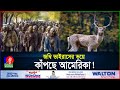       zombie deer virus  zombie apocalypse  cwd  banglavision