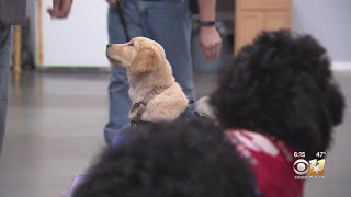 Feds Cracking Down On Broad Use Of Emotional Support Animals On Planes