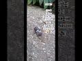 ##나는자연인이다 #산골 #자연인 #오지 #귀촌 ##세상사는이야기 #매미