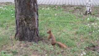 Белка в Киеве &quot;Парк Победы&quot; интересно наблюдать  2013 HD Squirrel in Kiev