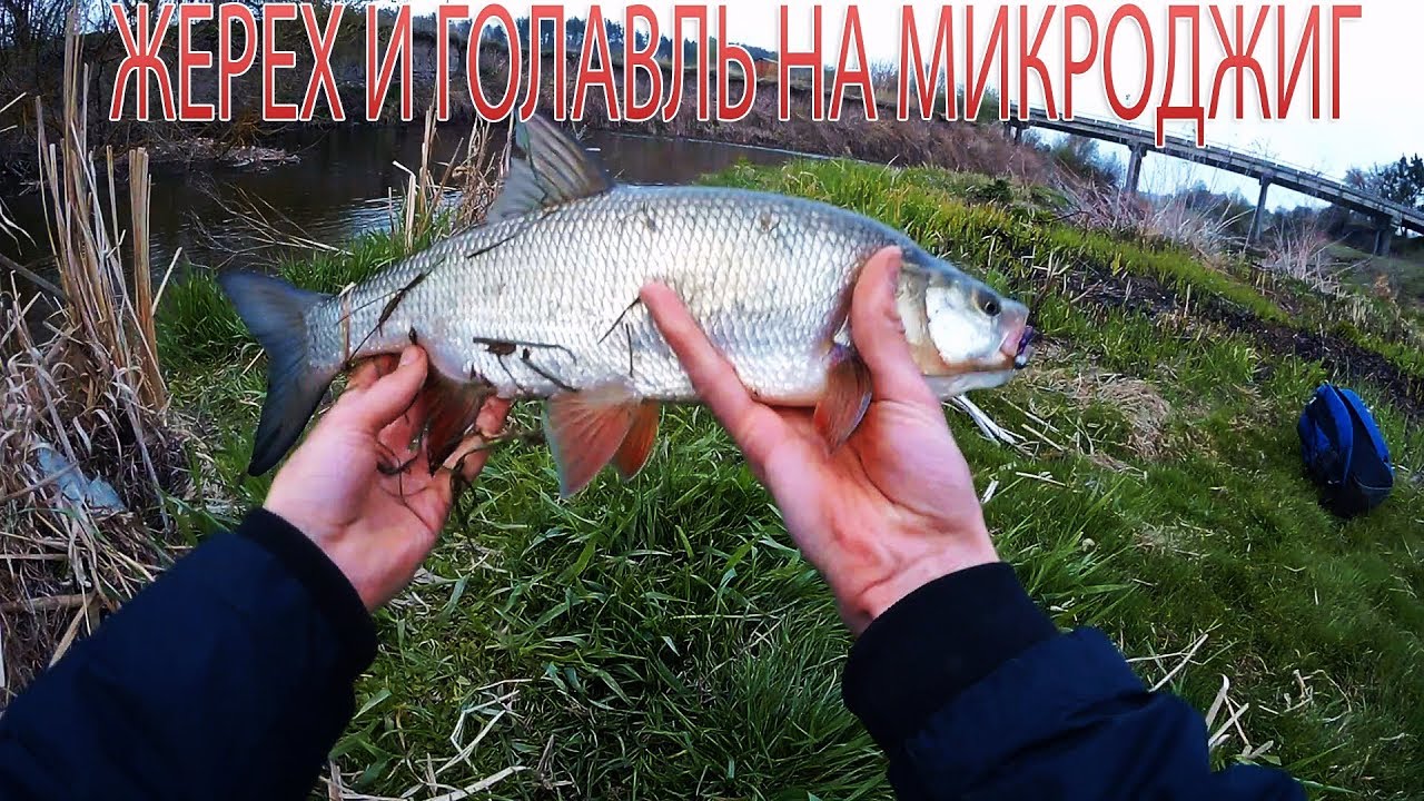Ловля голавля на оке Ловля голавля на оке