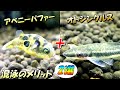 【アクアリウム】アベニーパファーとオトシンクルスの相性が最強の理由と混泳（同居）させるメリット2選！【熱帯魚水槽】