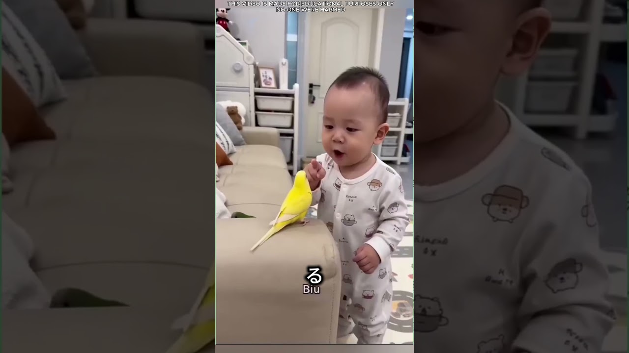 この男は実に簡単にハトを騙している😲🤯