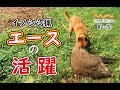 【猪猟】流石！大吉先生！イノシシゲット！（閲覧注意）