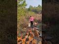 Feeding the Flock: A Day with Farm Chickens &amp; Their Caretaker.