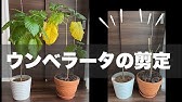 12 ウンベラータの育て方 葉が落ちるのは何故 剪定や 曲げ仕立ての方法は 葉が落ちた退所方法は Plantiaq A 植物の情報 育て方をq A形式でご紹介 Youtube 12 ウンベラータの育て方 葉が落ちるのは何故 剪定や 曲げ仕立ての方法は 葉が落ちた退所方法は Plantiaq A 植物の情報 育て方をq A形式でご紹介 Youtube
