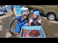 巨大ミズダコ38キロ捕獲